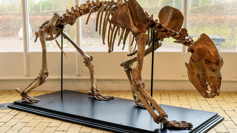 Een skelet en botten van verschillende, inmiddels uitgestorven, prehistorische dieren zijn vanaf dinsdag 25 april in het Hunebedcentrum te bewonderen. Foto: Hunebedcentrum Borger